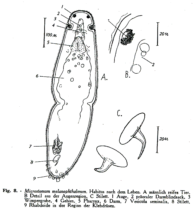 Fig Microstomum melanophthalmum