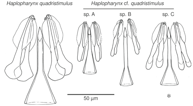 Fig Haplopharyngidae Haplopharynx