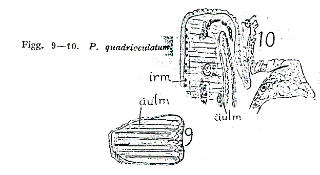 Fig Pseudostomum quadrioculatum