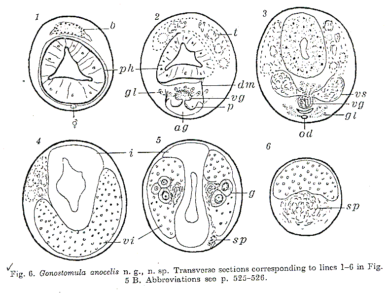 Fig Gonostomula anocelis