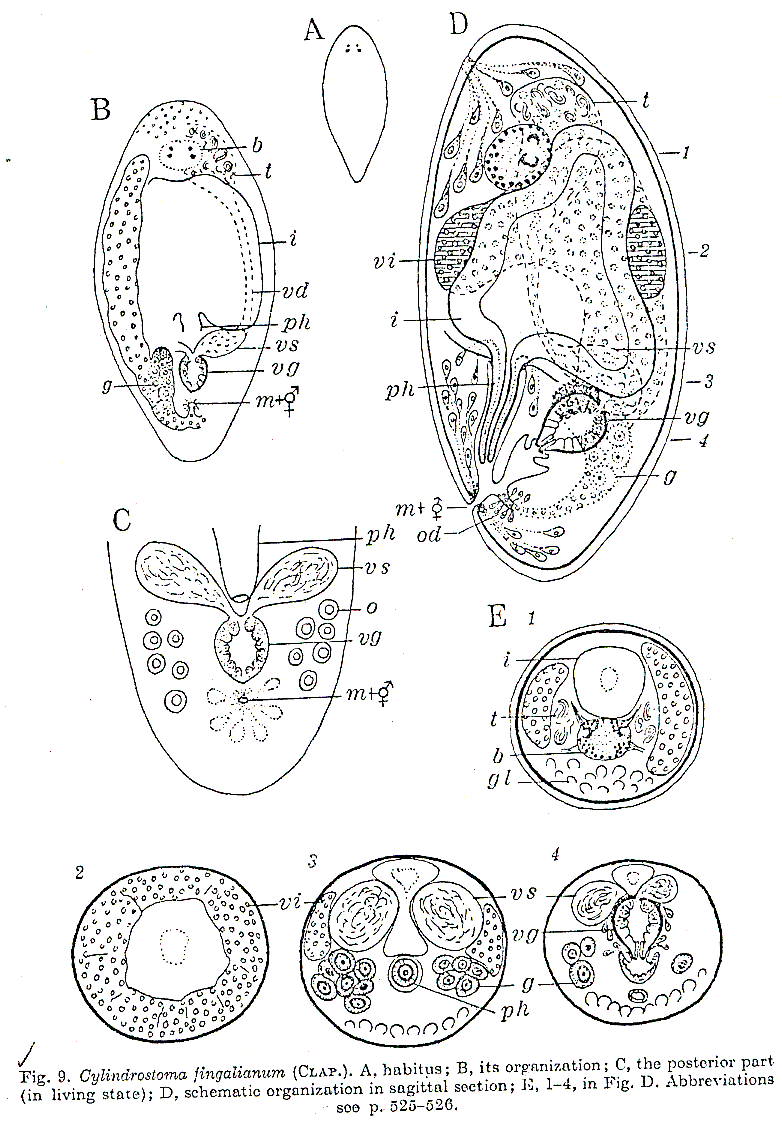 Fig Cylindrostoma fingalianum