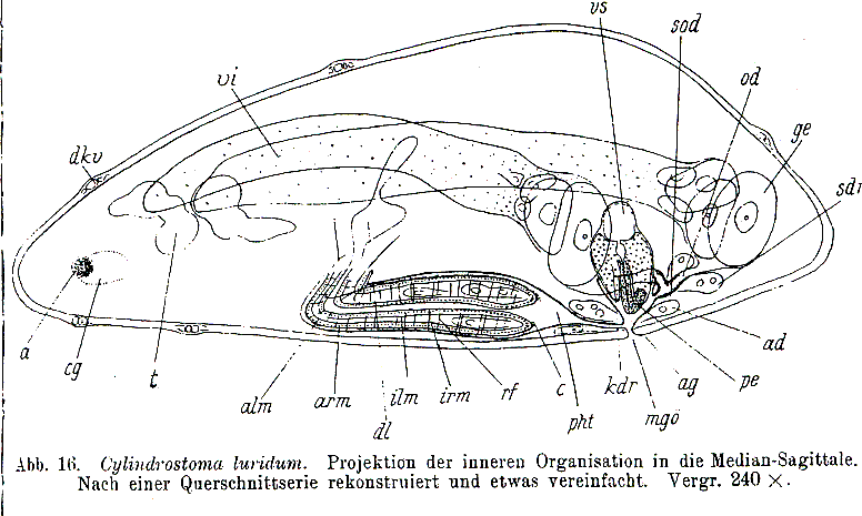 Fig Cylindrostoma luridum