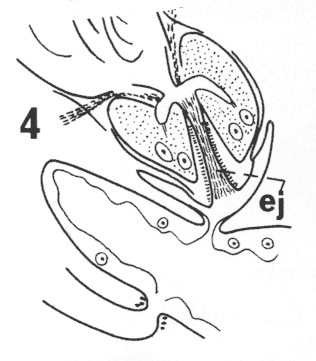 Fig Cylindrostoma micropharynx