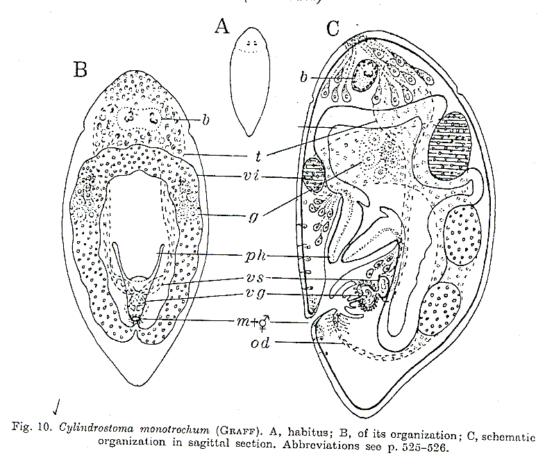 Fig Cylindrostoma monotrochum