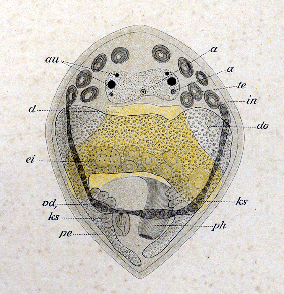 Fig Cylindrostoma pleiocelis