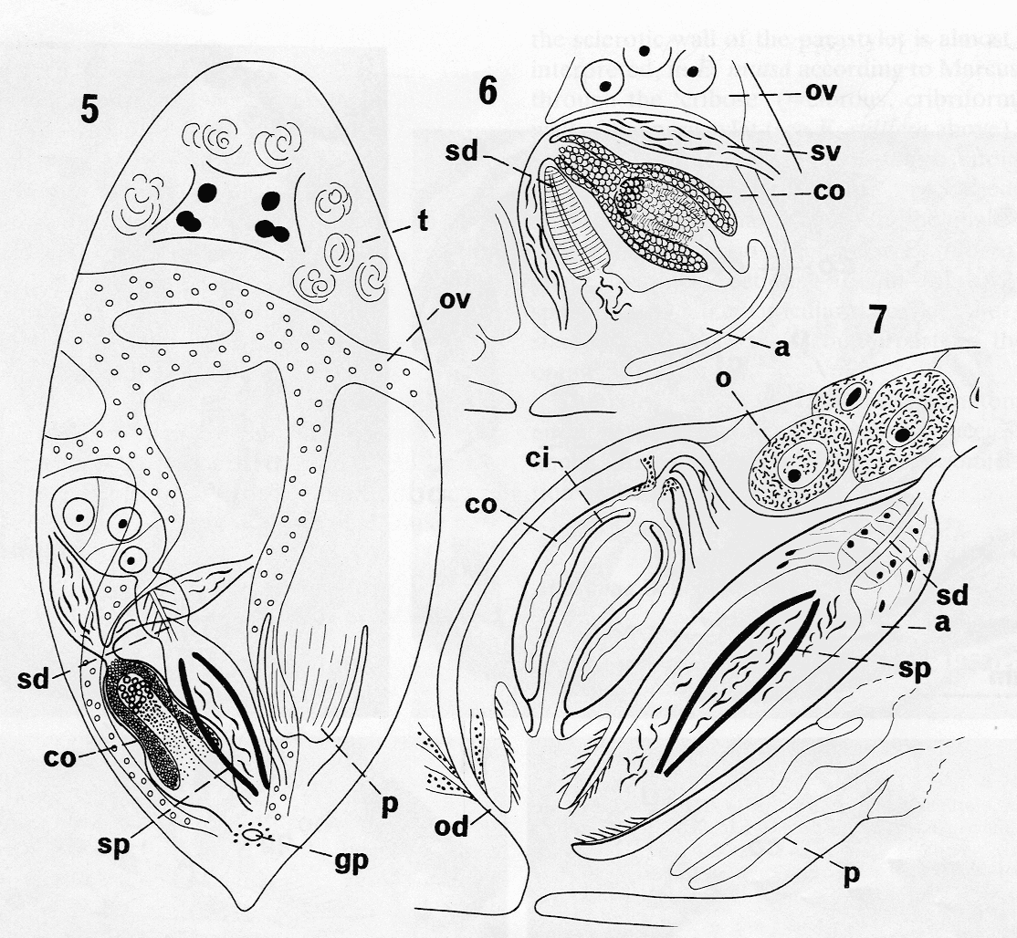 Fig Cylindrostoma tubiferum