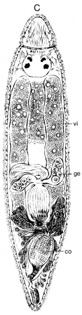 Fig Allostoma pallidum