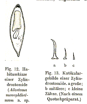 Fig Allostoma monophthalmum
