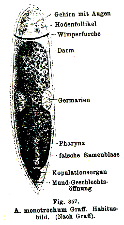 Fig Cylindrostoma monotrochum