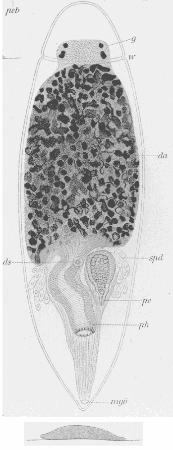 Fig Enterostomula austriacum