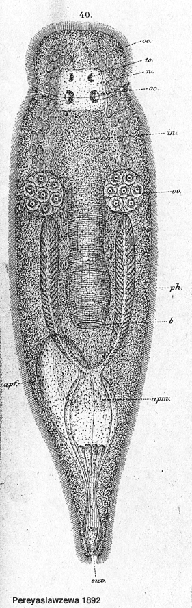 Fig Enterostomula austriacum