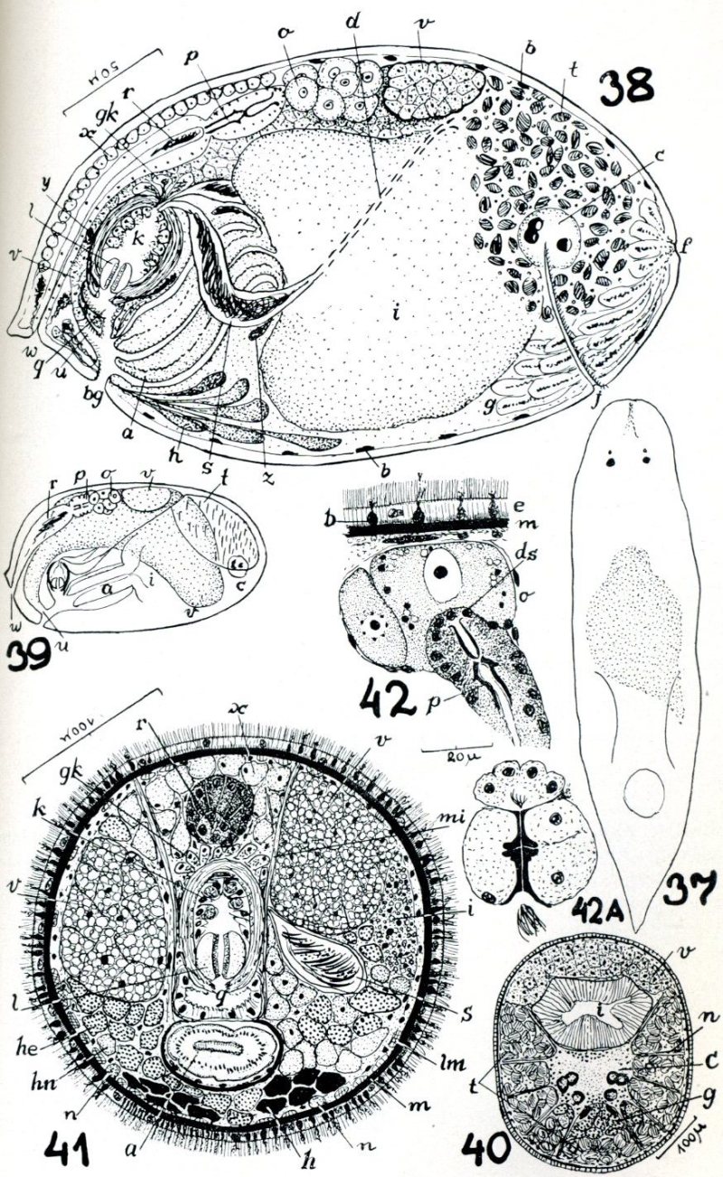 Fig Enterostomula evelinae