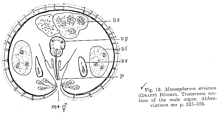 Fig Monoophorum striatum