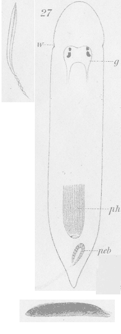 Fig Monoophorum pleiocelis