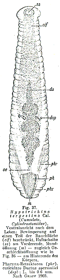 Fig Genostoma tergestina