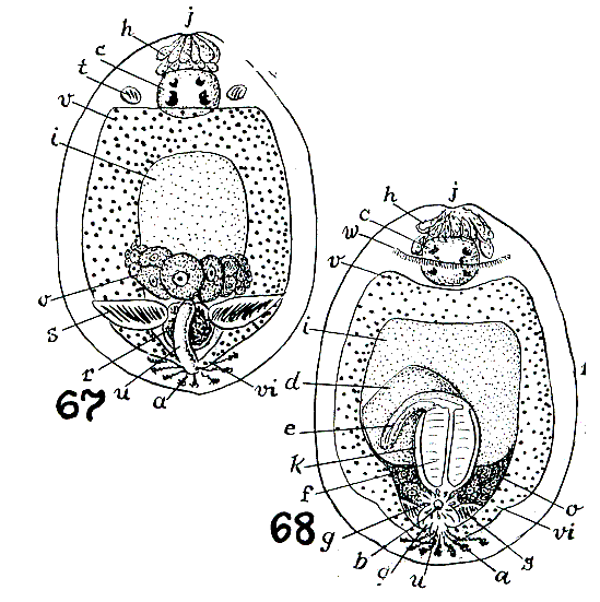 Fig Rosmarium evelinae