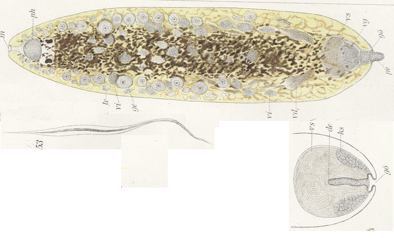 Fig Plagiostomum rufodorsatum