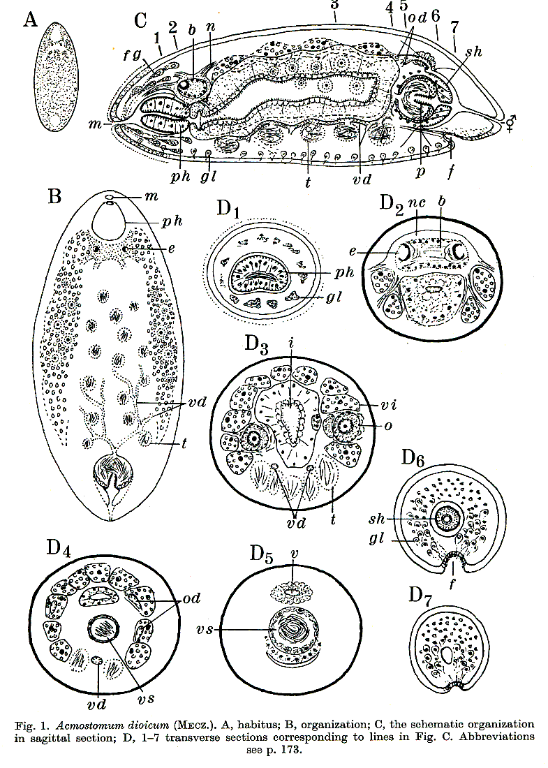 Fig Acmostomum dioicum