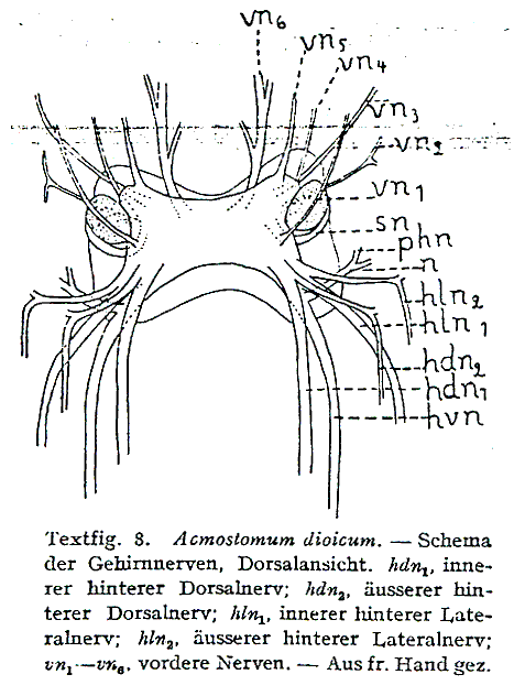Fig Acmostomum dioicum