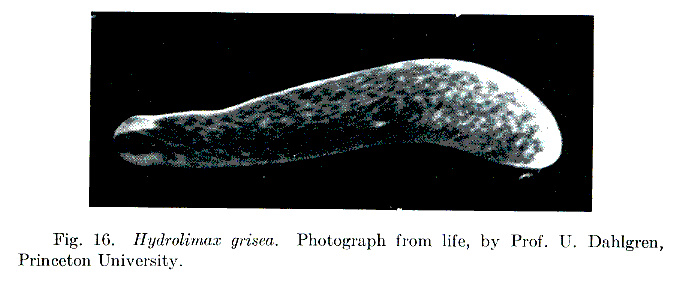 Fig Hydrolimax grisea