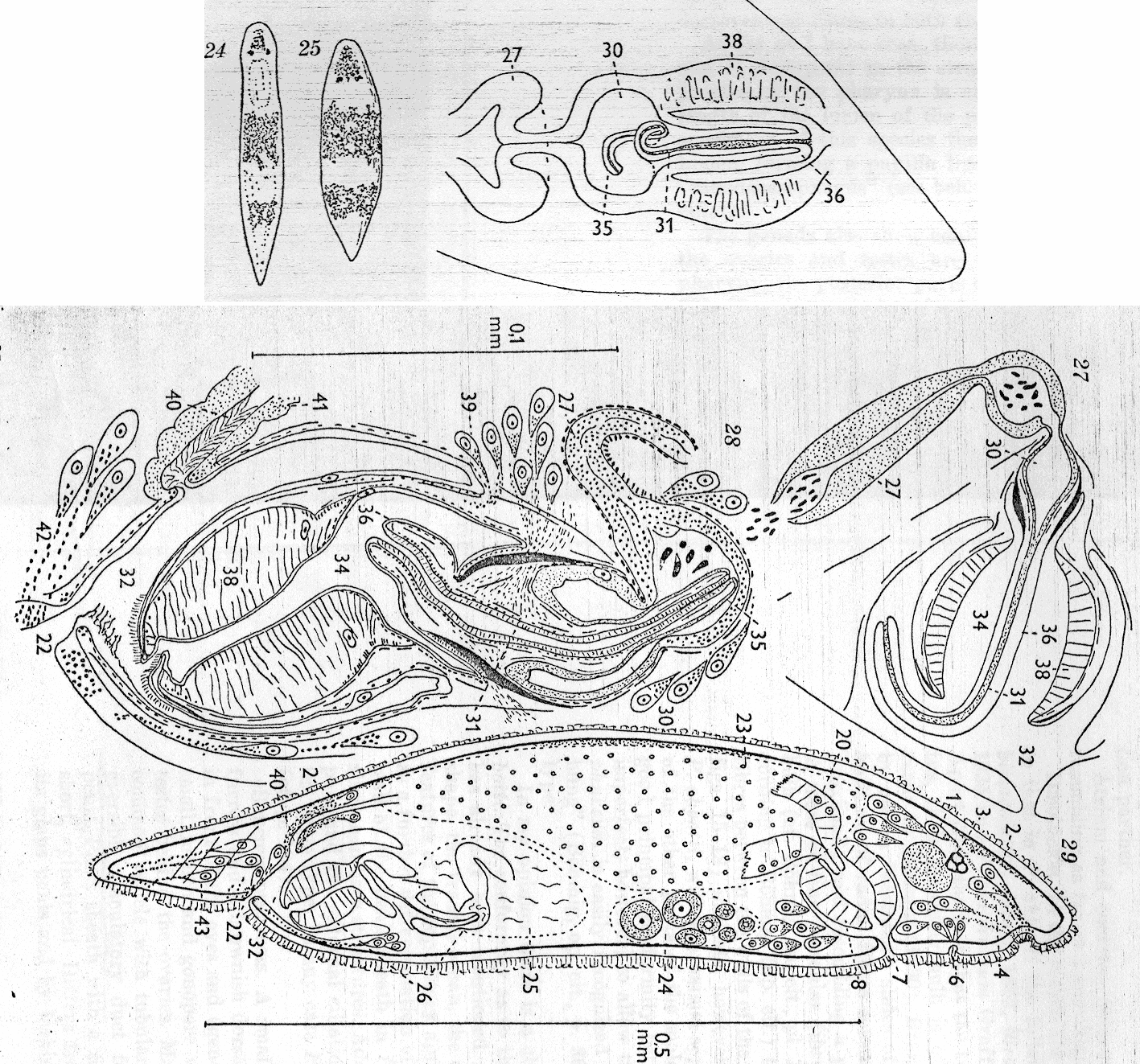 Fig Plagiostomum abboti