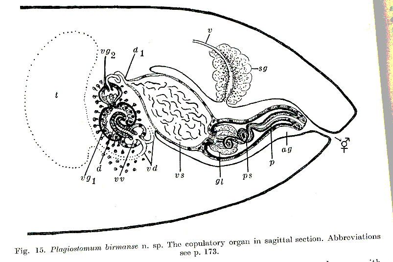 Fig Plagiostomum birmanse