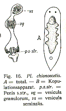 Fig Plagiostomum chinoecetis