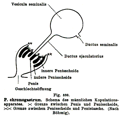 Fig Plagiostomum chromogastrum