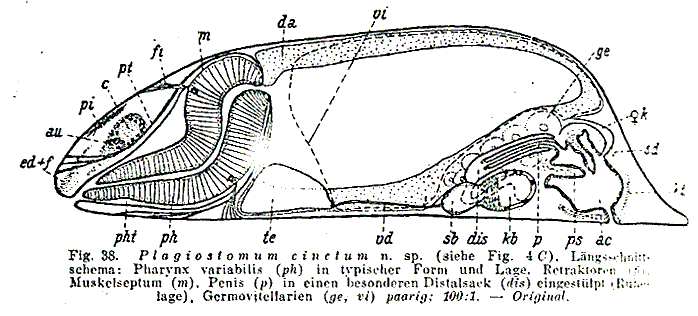 Fig Plagiostomum torquatum