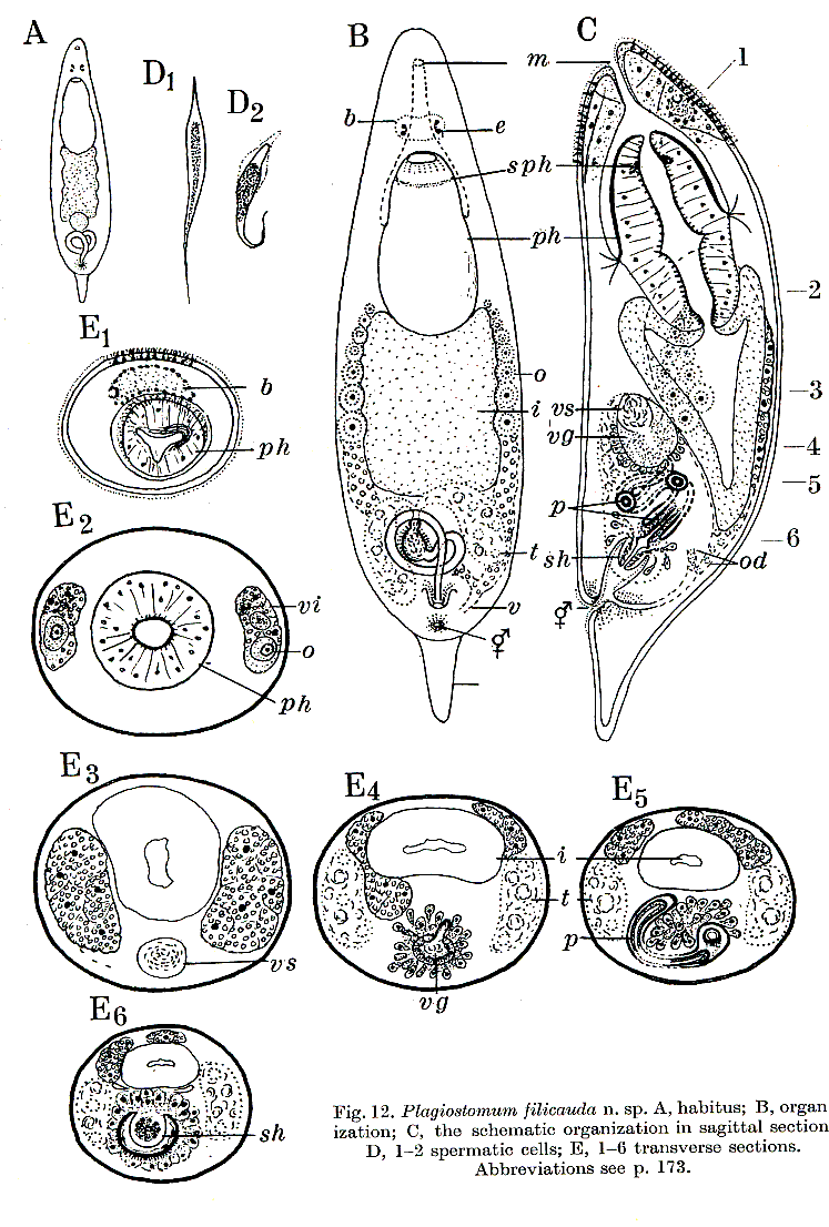 Fig Plagiostomum filicauda