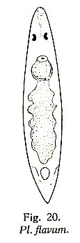 Fig Plagiostomum flavum