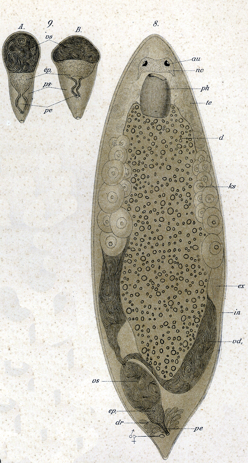Fig Plagiostomum girardi
