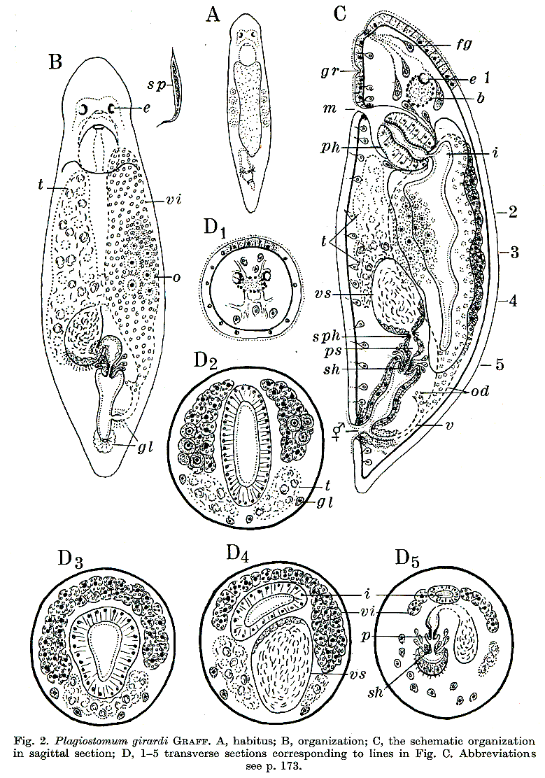 Fig Plagiostomum girardi