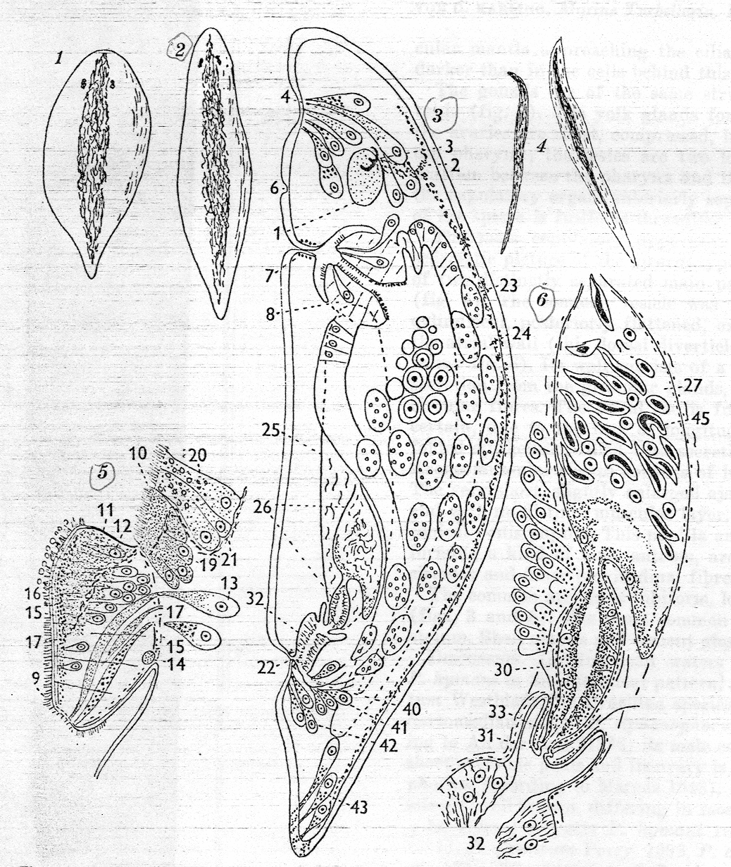 Fig Plagiostomum girardi hymani