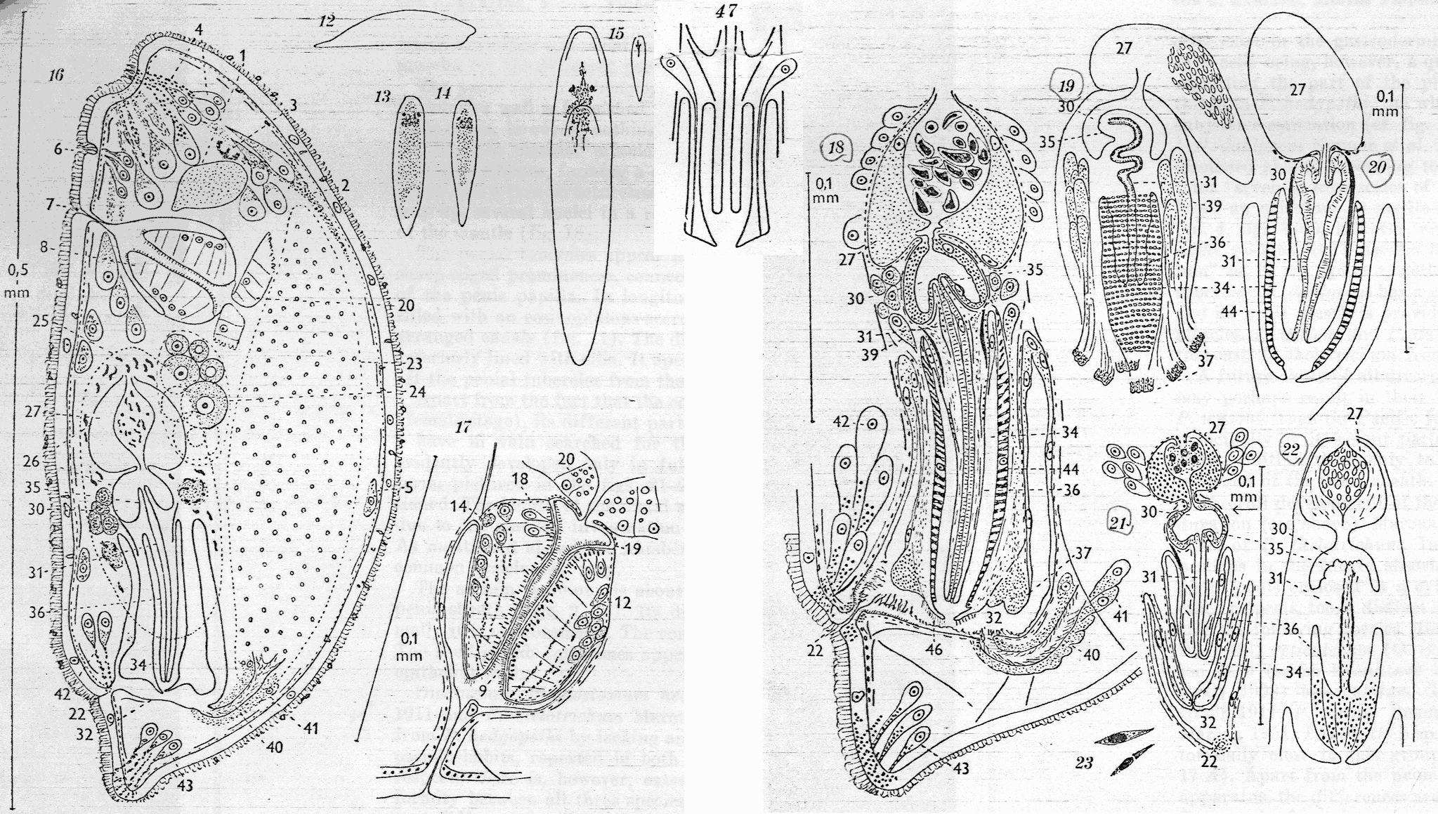 Fig Plagiostomum hedgpethi