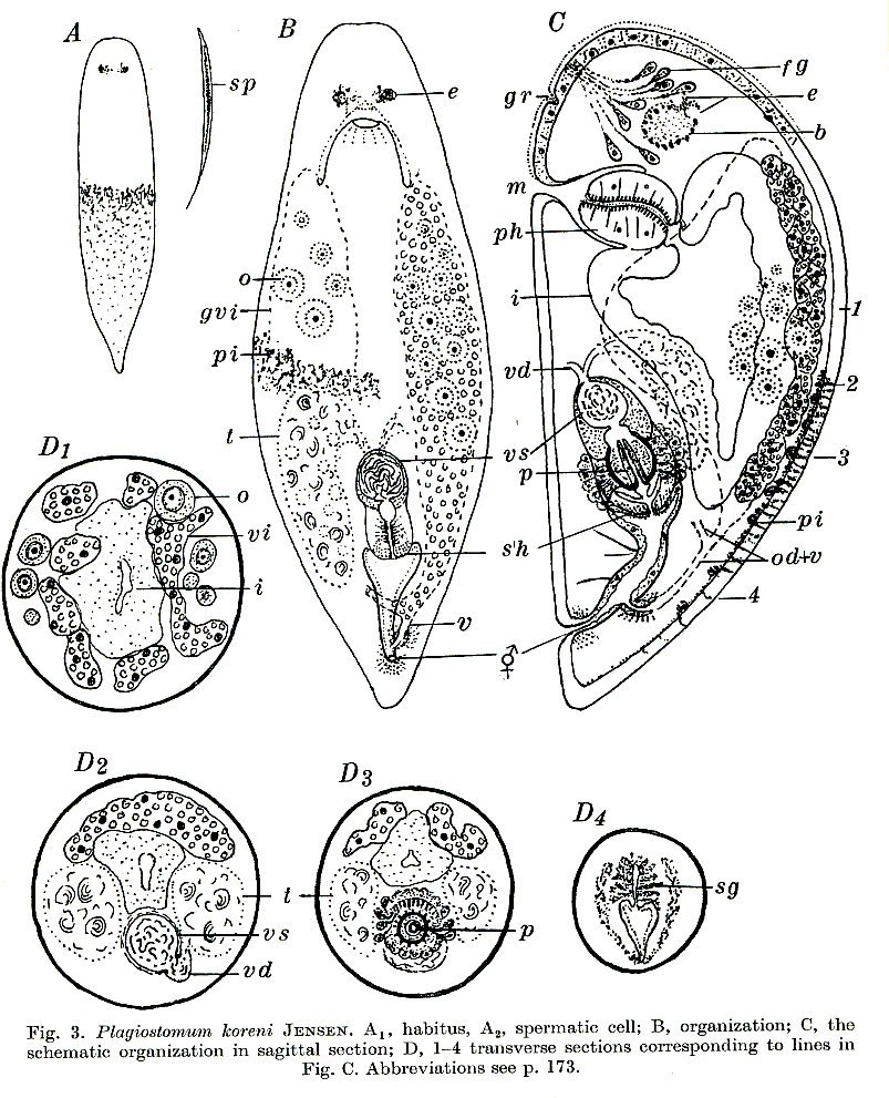 Fig Plagiostomum koreni