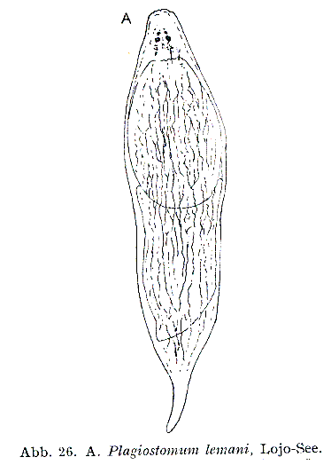 Fig Plagiostomum lemani