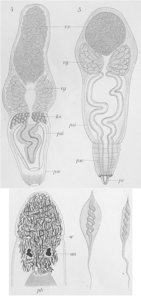 Fig Plagiostomum maculatum
