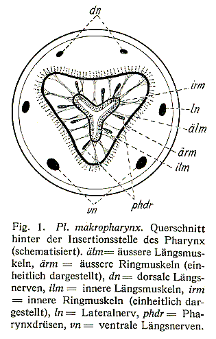 Fig Plagiostomum makropharynx