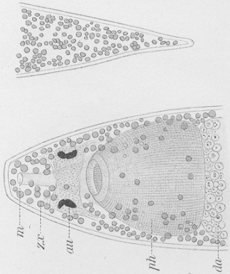 Fig Plagiostomum meledanum