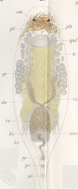Fig Plagiostomum morgani