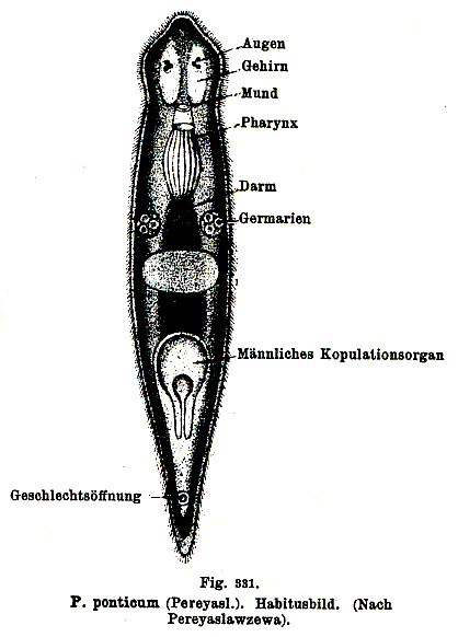 Fig Plagiostomum girardi ponticum