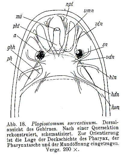 Fig Plagiostomum sorrentinum
