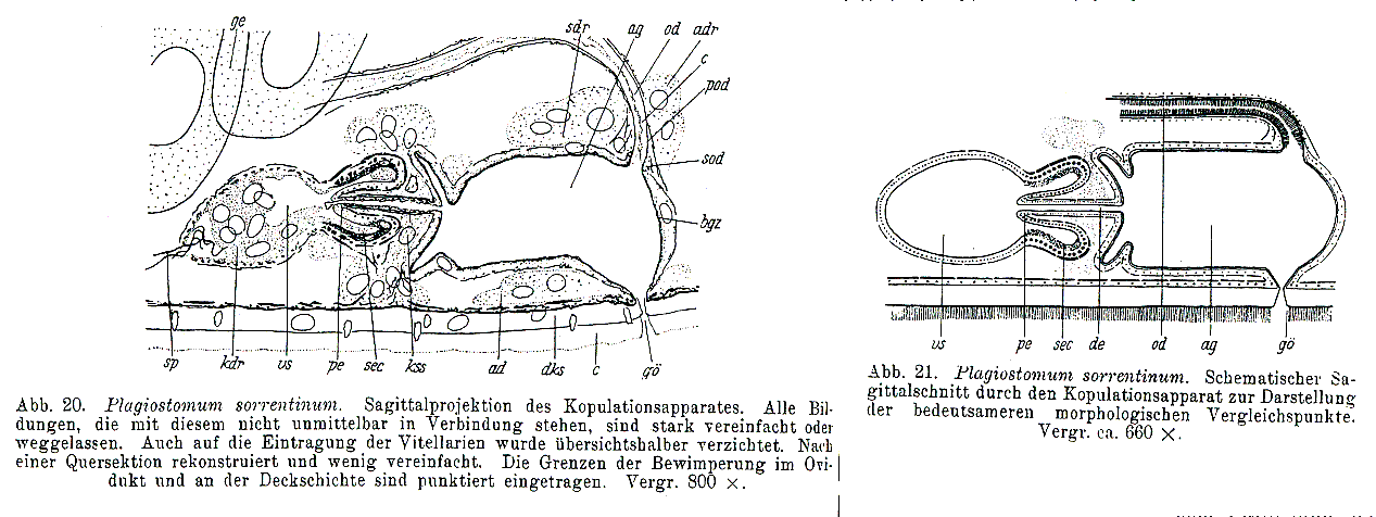 Fig Plagiostomum sorrentinum