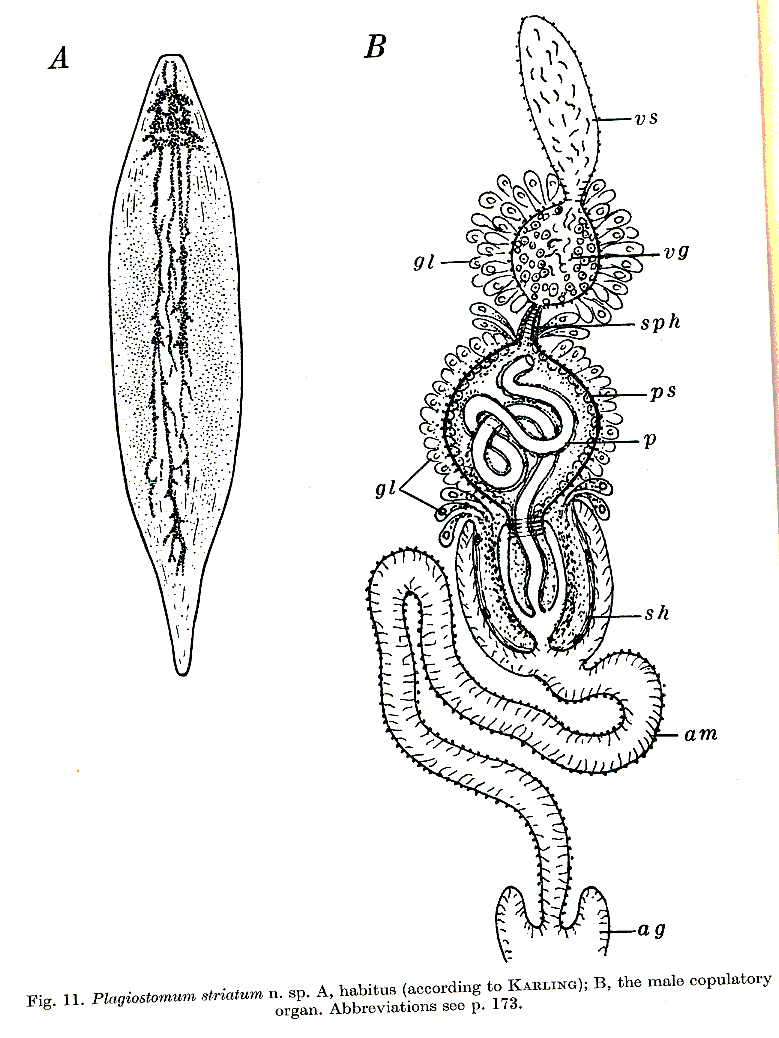 Fig Plagiostomum striatum