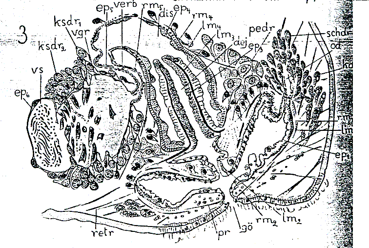 Fig Plagiostomum cinctum