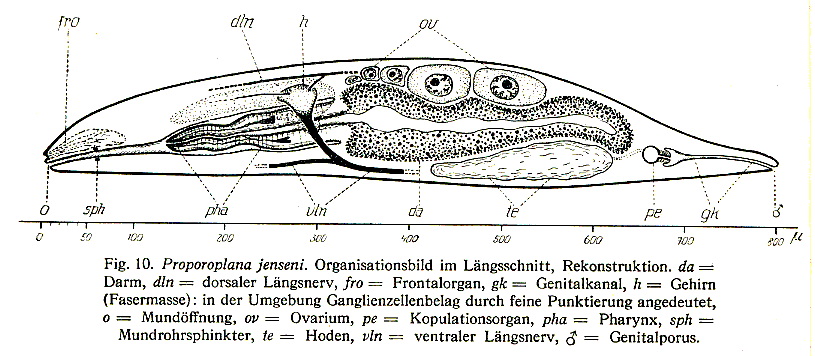 Fig Plicastoma jenseni