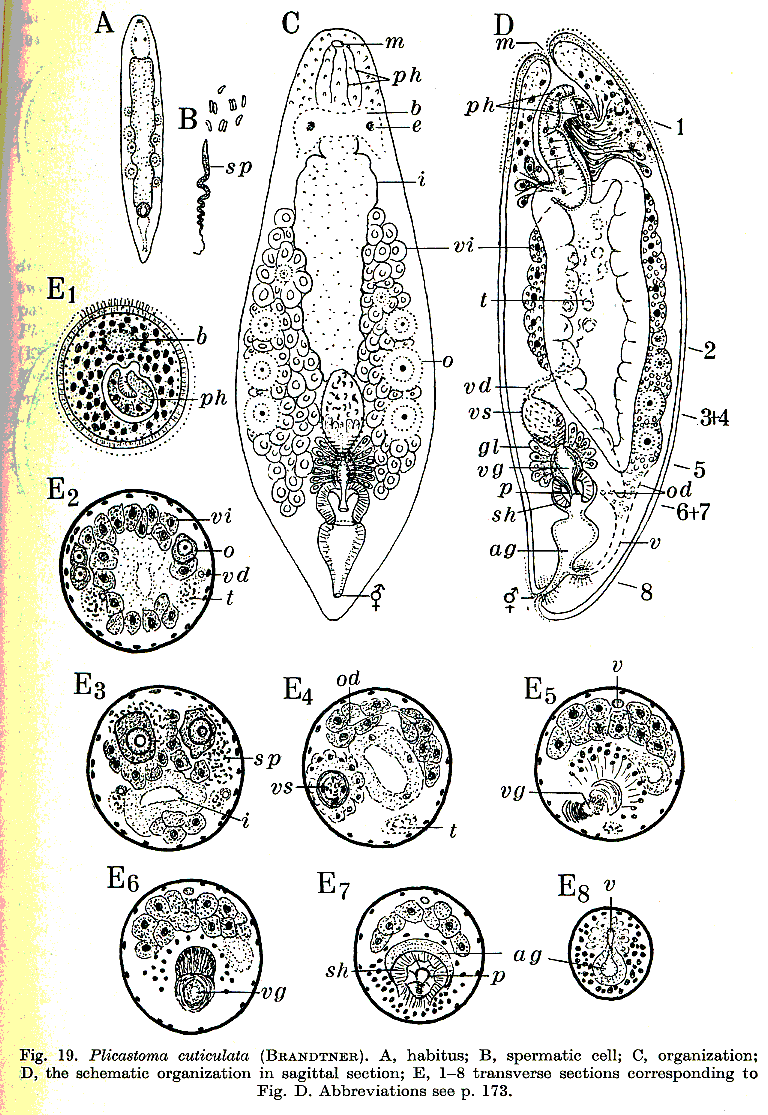 Fig Plicastoma cuticulata