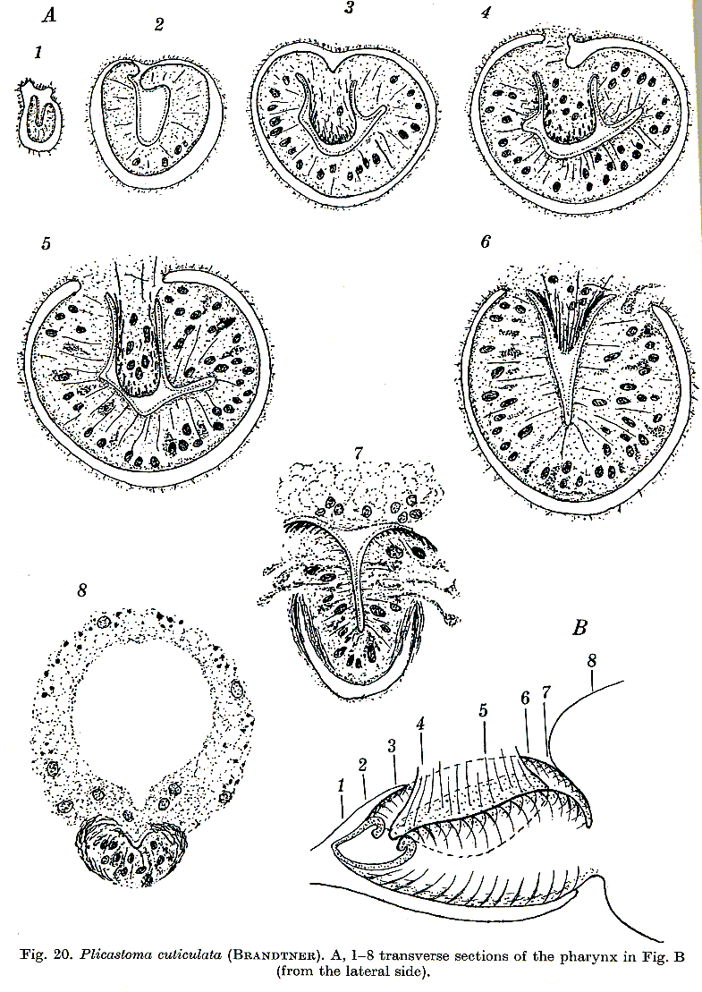 Fig Plicastoma cuticulata