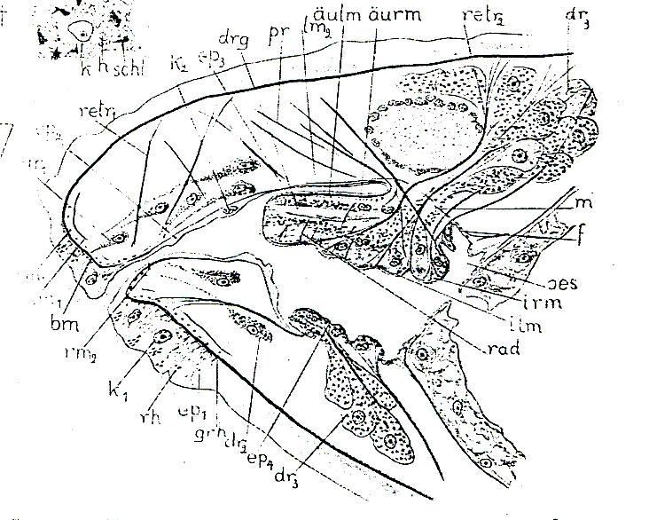 Fig Plagiostomum norvegicum